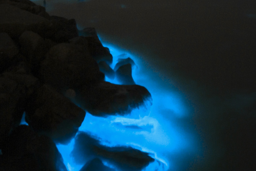Honorable Mention-Wolfgang Vogelbein—bioluminescence captured on a York River shoreline during a bloom of Alexandrium monilatum in 2011